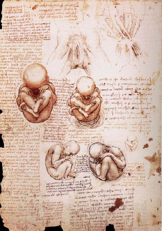 LEONARDO da Vinci The Fotus in the Uterus